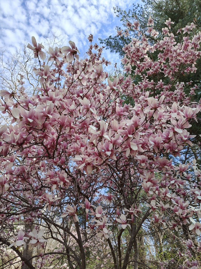 Kenwood Cherry Blossoms