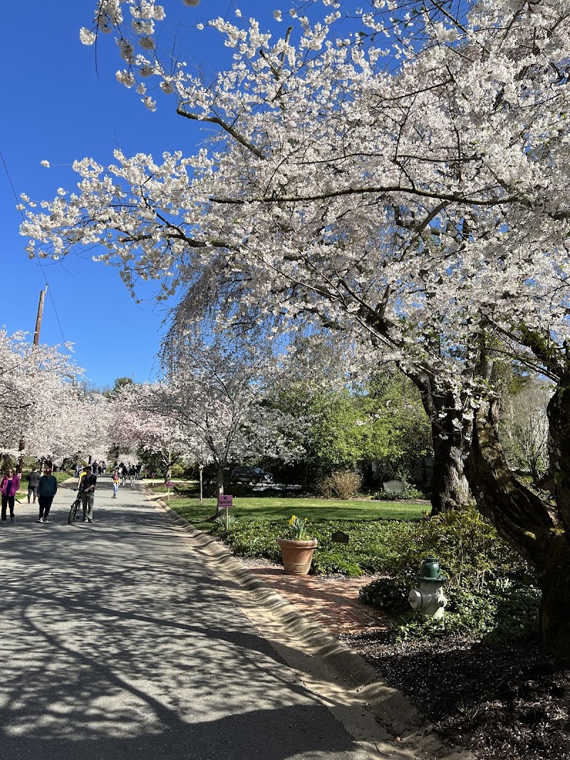 Kenwood Cherry Blossoms